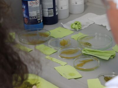 Summer Science Camp Profis in Wien (16–20 Jahre)
