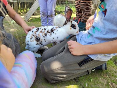 Natur Sommercamp Ollern Niederösterreich 2026