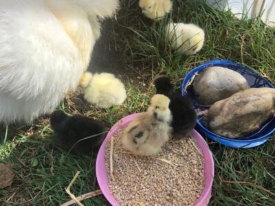 Natur & Tiercamp Hainburg 2026