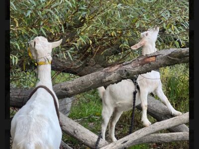 Natur & Tier Herbstcamp Hainburg 2026