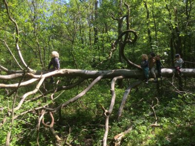 Natur Sommercamp Bisamberg 2026