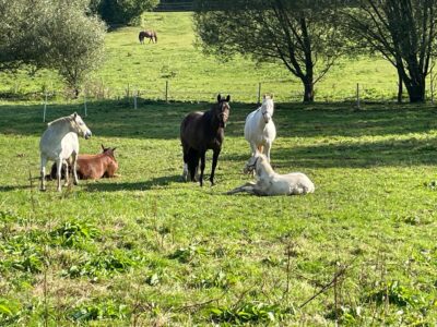 Herbstferien Reitcamp Lichtenau 2026